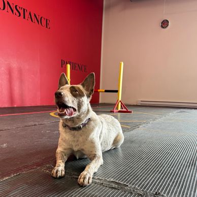 A dog lying on a training floor with agility equipment in the background.