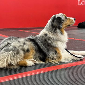 A merle Australian Shepherd dog lying on a gym floor with a red wall background.