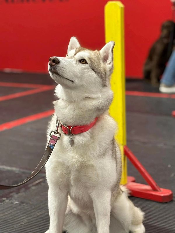 Husky dog with a red collar sitting attentively indoors.