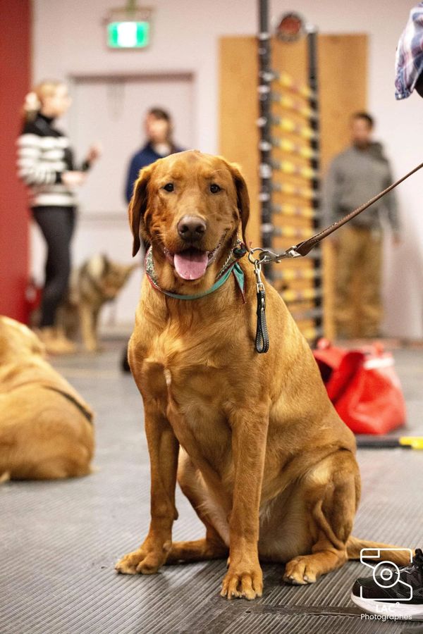 Happy golden-brown dog sitting indoors on a leash.