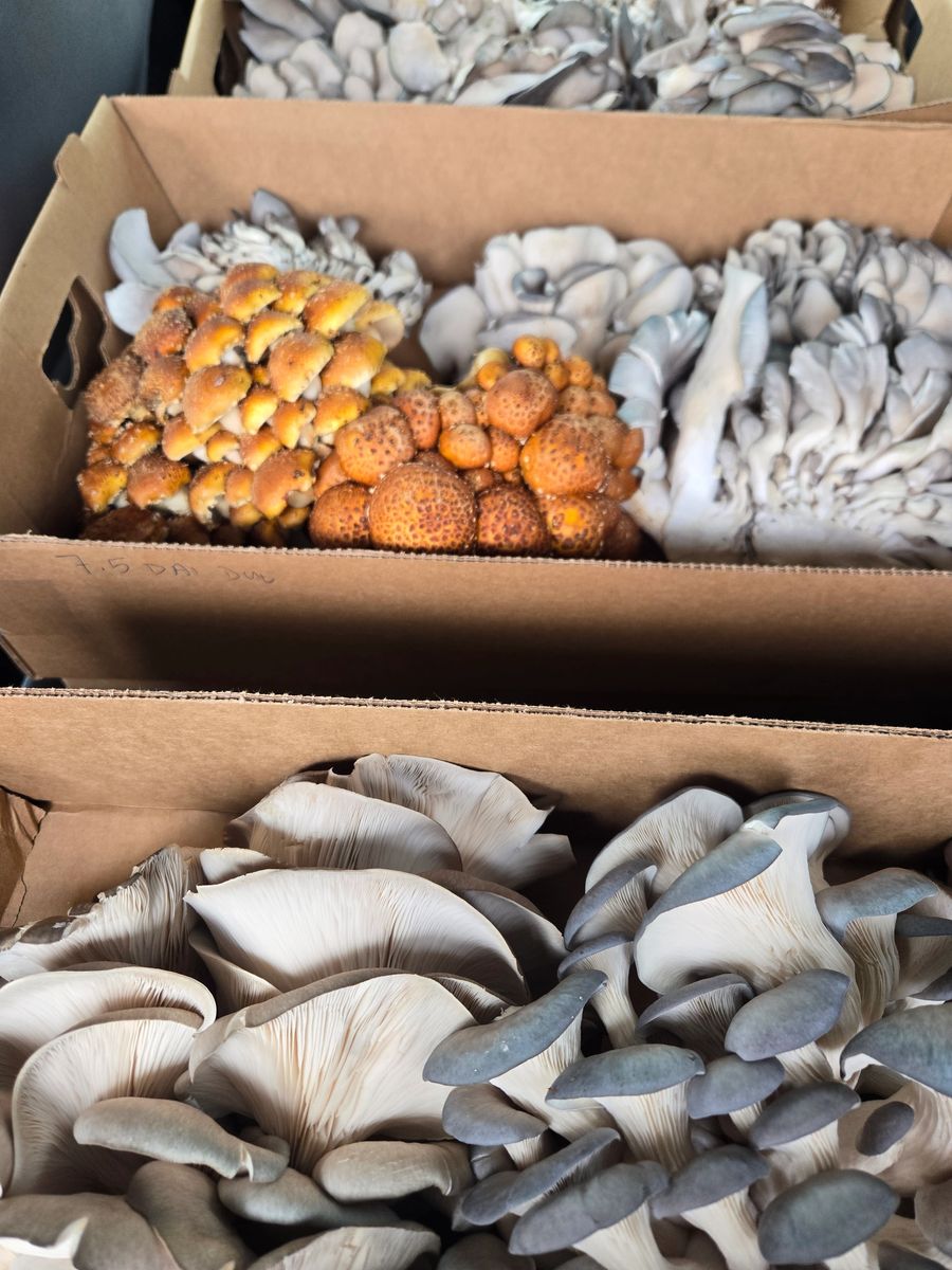 Fresh harvest of golden and blue oyster mushrooms