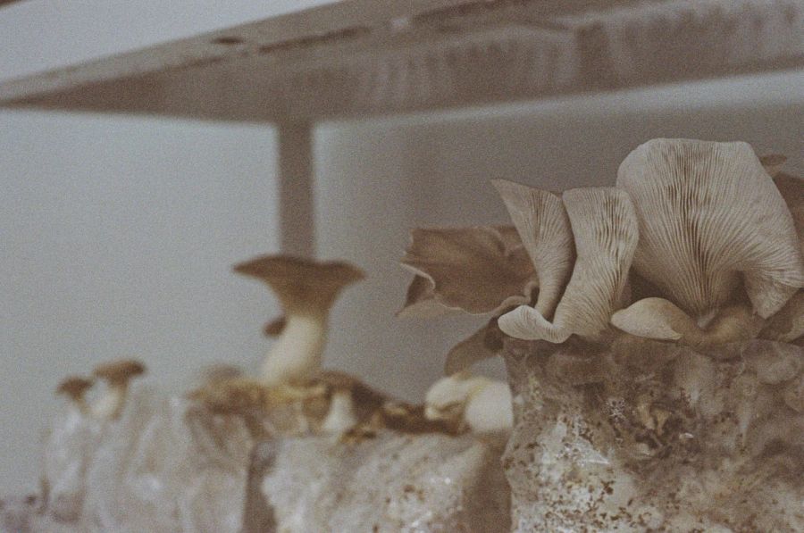 Oyster mushrooms fruiting on the shelf