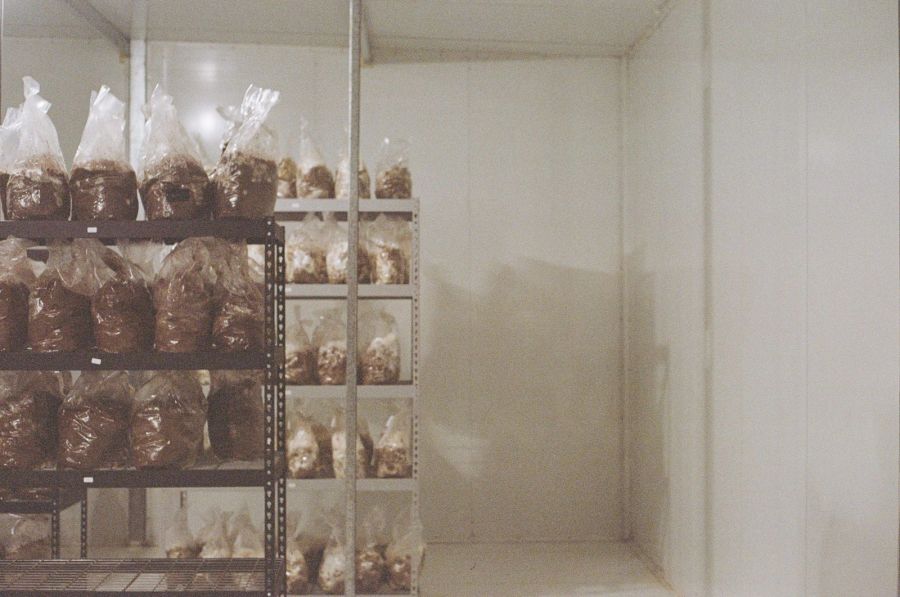 Inside the Cap City Shrooms grow room
