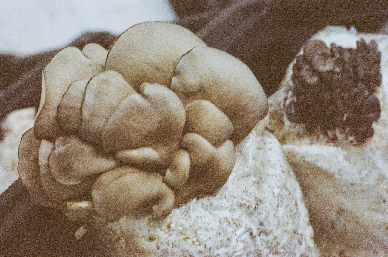 Oyster mushrooms fruiting on a grow block