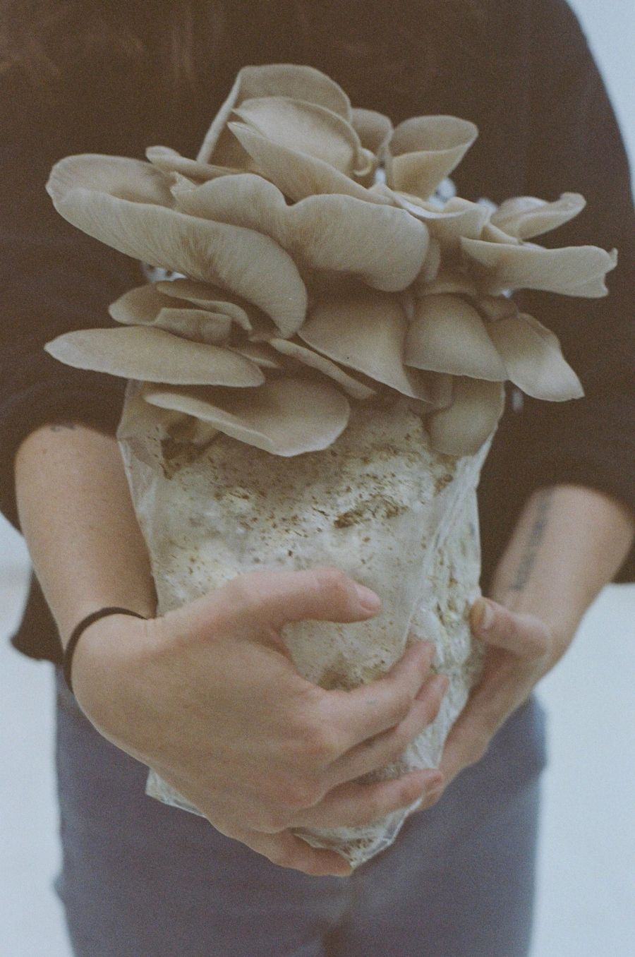 Holding a fresh oyster mushroom cluster