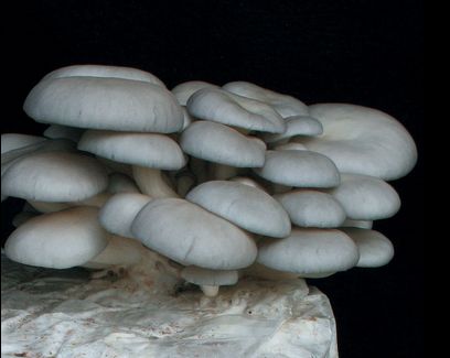 Blue Oyster