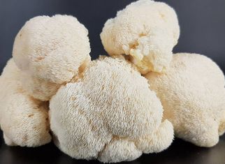 Lion's Mane