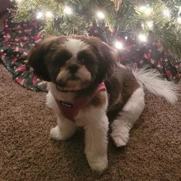 Small dog sitting on carpet near a decorated Christmas tree.