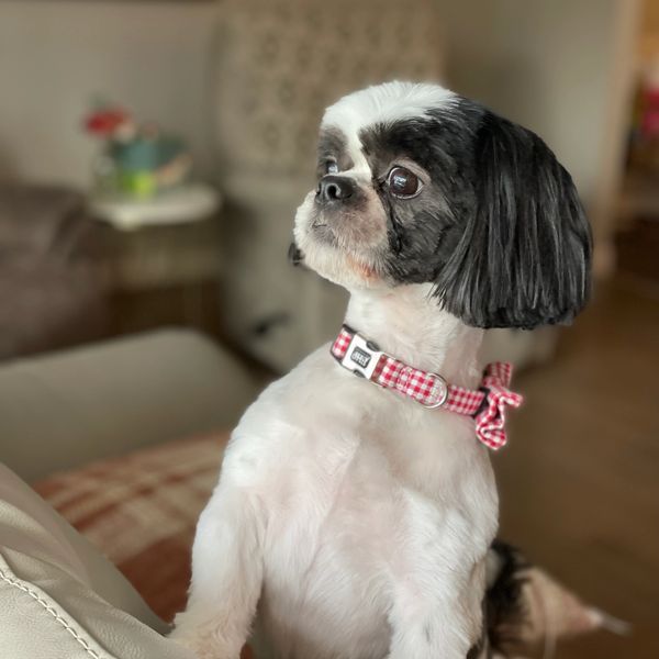 Small dog with black and white fur wearing a red checkered collar.