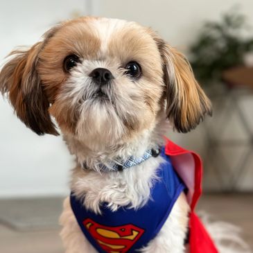 Cute small dog wearing a Superman costume with a red cape.