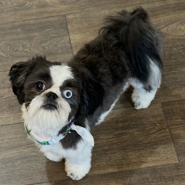 Small black and white dog with heterochromia looking up on wooden floor.