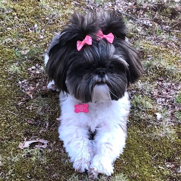 Small black and white dog with pink bows lying on grass.