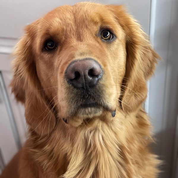 Kansas Golden Retrievers, Champ