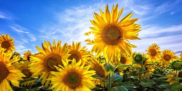 Bumble bees with sunflowers