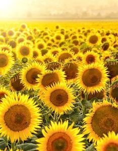 Morning light sunflowers