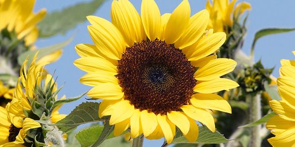 Sunny sunflower