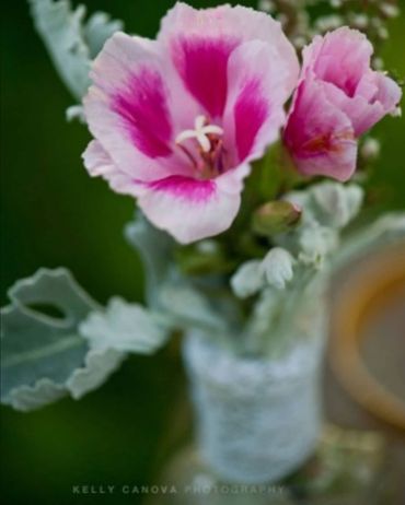 godetia flower in a vase 