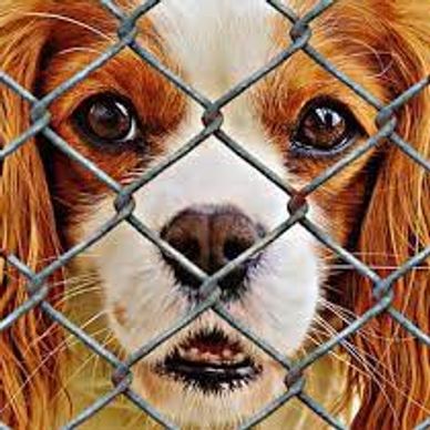 According to Found Animals, 25% of the pets in shelters around the U.S. are purebred dogs and cats.