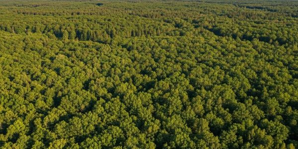 A vast aerial view of a dense green forest stretching to the horizon.