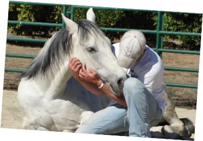 How Horses Boost Our Mental Health: 10 Amazing facts! 2 dranja.com.au - Equine Assisted Mental Health, Horses Heal | Equiliberty
How Horses Boost Our Mental Health: