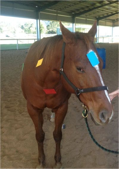 Feeling Horse - coloured patched are placed where in the body this feeling is felt