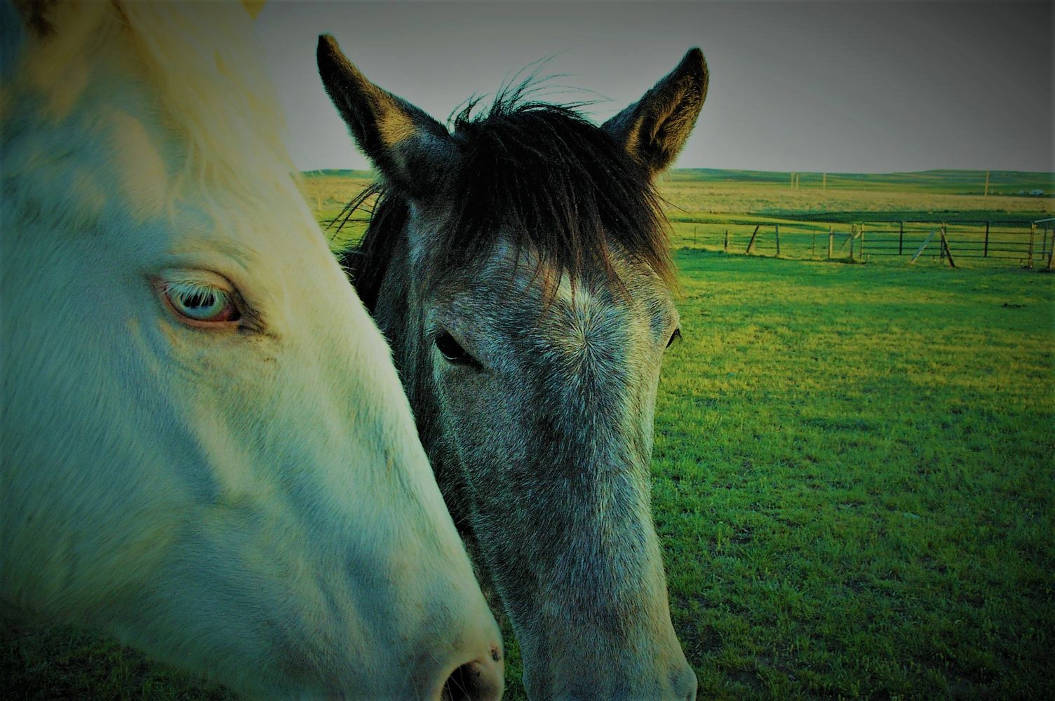 Cowboy and Rosie.  Our beautiful babies. 