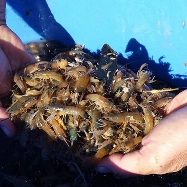 Hands holding a cluster of small live shrimp against a blue background.