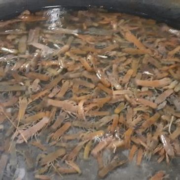 A large group of brown shrimp in water.