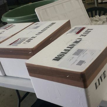 White styrofoam boxes labeled for live seafood shipment.