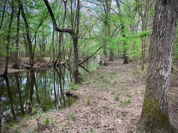 Wooded area behind Hazzard RV Park. 