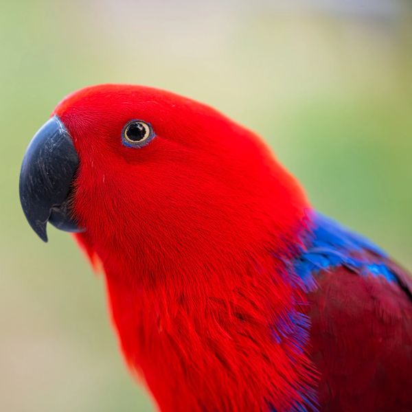 Loro Eclectus hembra ,  esta especie cuenta con dimorfismo sexual, es decir que a simple vista el ma