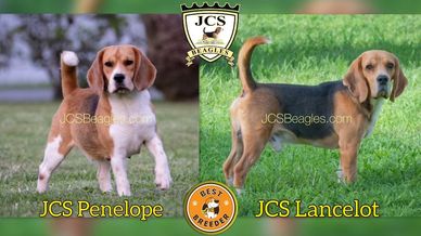 JCS BEAGLES Beagle puppies 