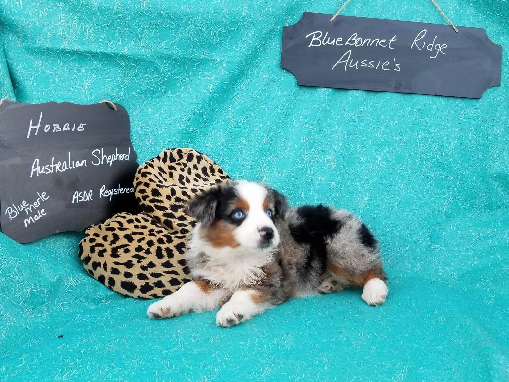 Ice Blue Aussies Mini Australian Shepherds, Mini Aussie Puppies