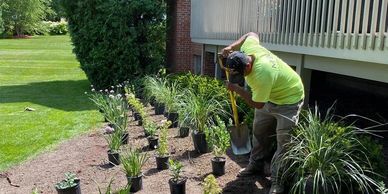 Landscape plant installation