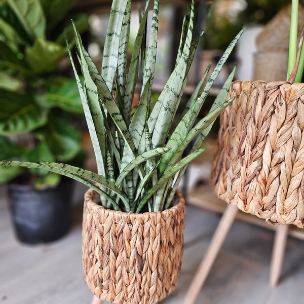 Sansaveria Silver Princess in Woven planter.