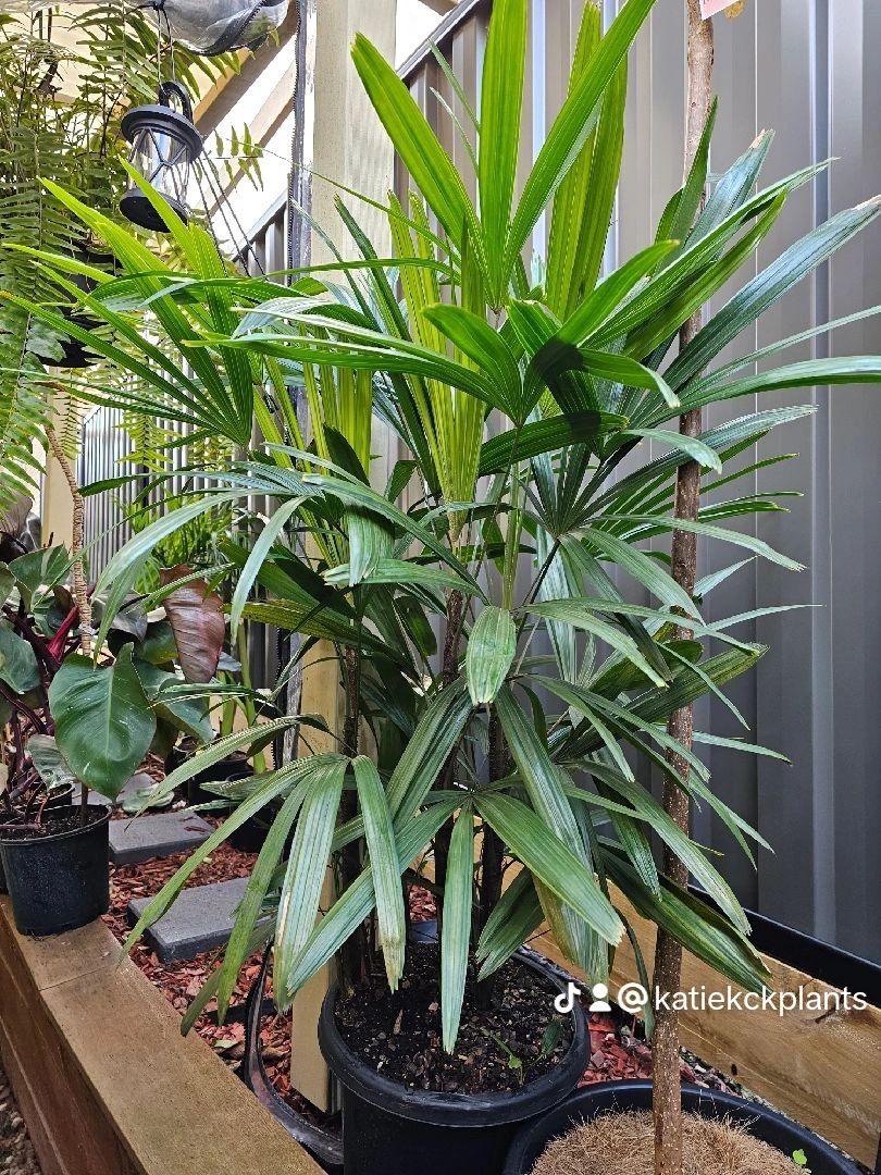 Rhapsis palm "Lady finger palm"