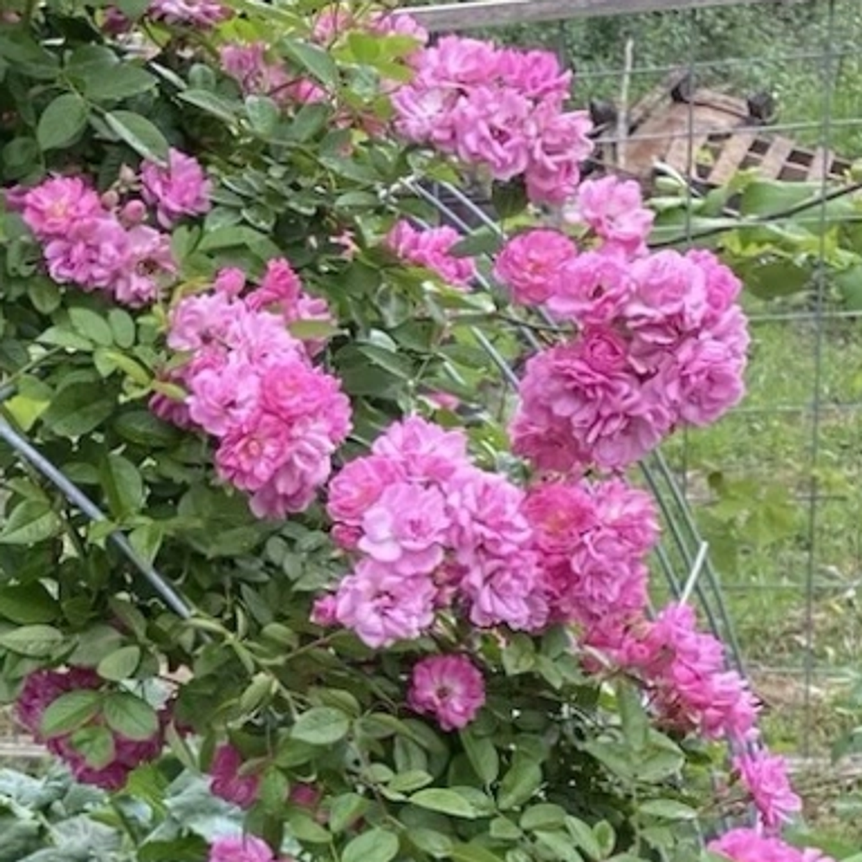 Clusters of vibrant pink flowers blooming on a leafy green bush.