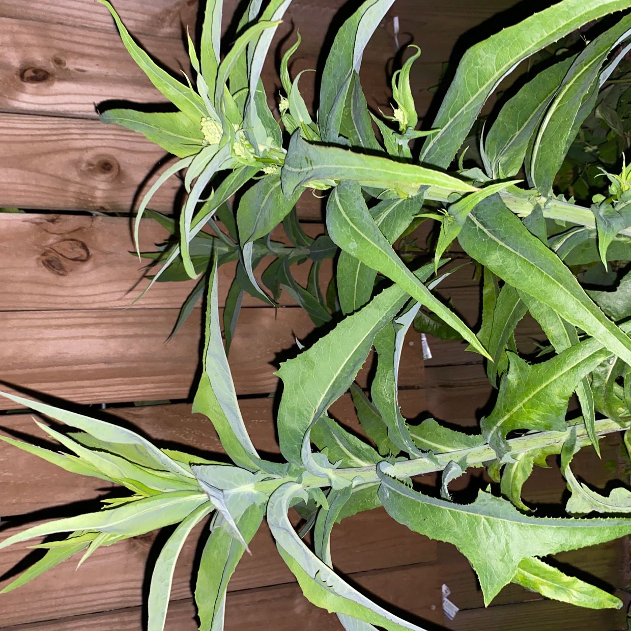 Green leafy plants growing in front of a wooden fence.