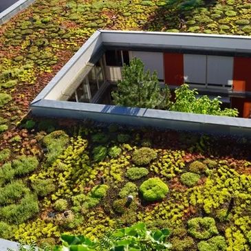 A rooftop garden with diverse green plants covering the roof.