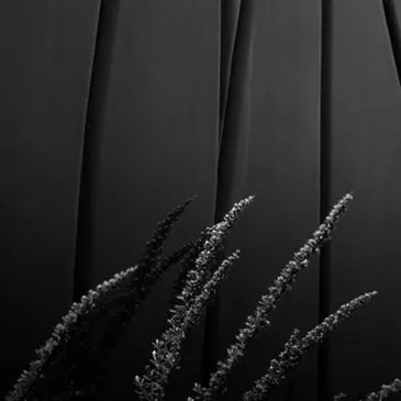Black and white image of silhouetted plants against a textured background.