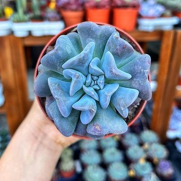 Echeveria Cubic Frost