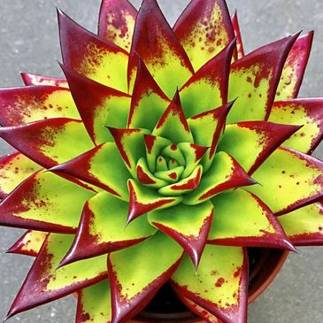 Echeveria Lipstick