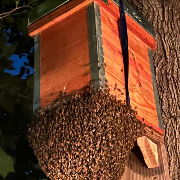 A large swarm of bees clustered on a wooden hive at night.