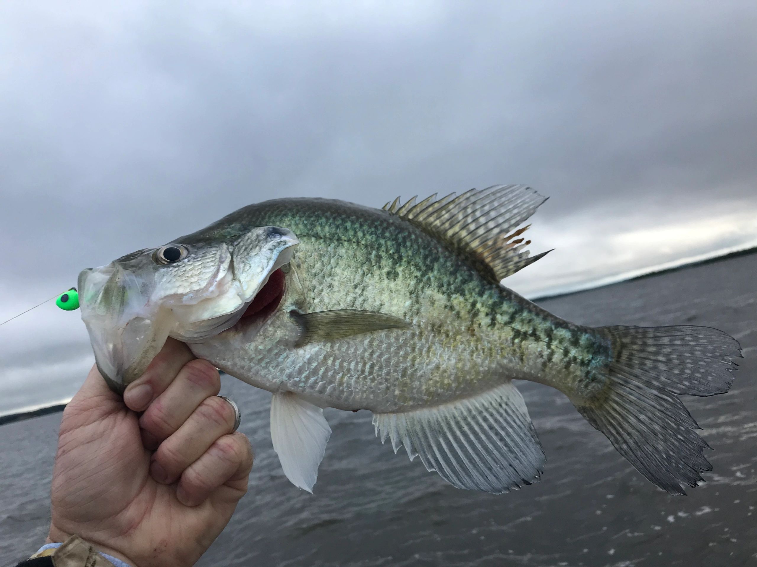 Crappie-Baits- Palestine