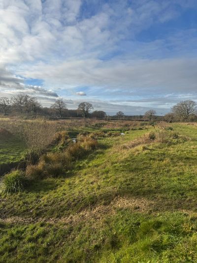 A grassy field with sparse trees under a partly cloudy sky.