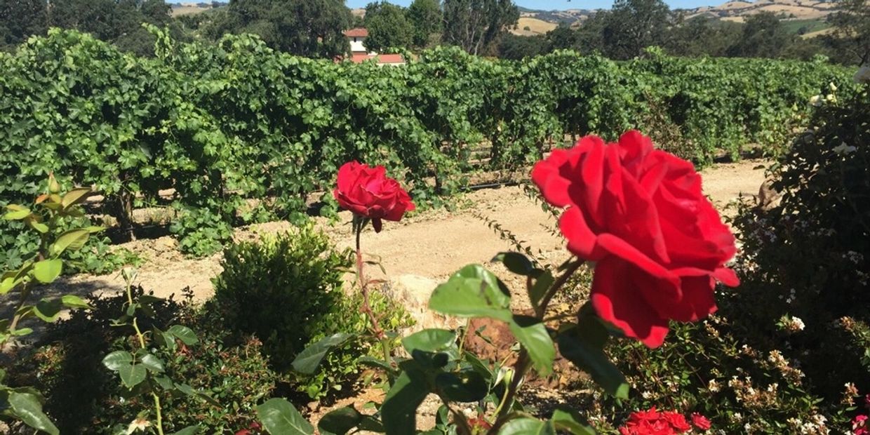 Springtime in the Vineyard. Roses surround the vineyard. 