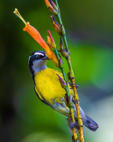 A vibrant yellow and black bird perched on a flowering plant, feeding from an orange flower.