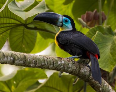 A colorful toucan perched on a tree branch in a lush green environment.