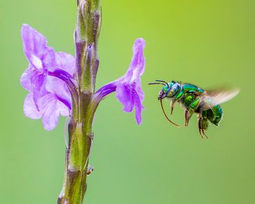 A metallic green bee hovering near a purple flower on a green background.