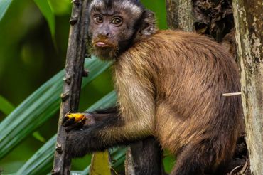 A brown monkey clings to a tree, holding fruit in a green forest.